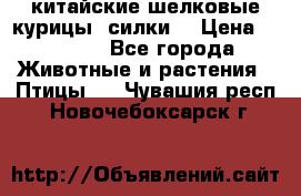 китайские шелковые курицы (силки) › Цена ­ 2 500 - Все города Животные и растения » Птицы   . Чувашия респ.,Новочебоксарск г.